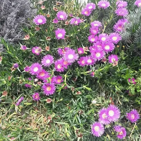 Vila Mira *