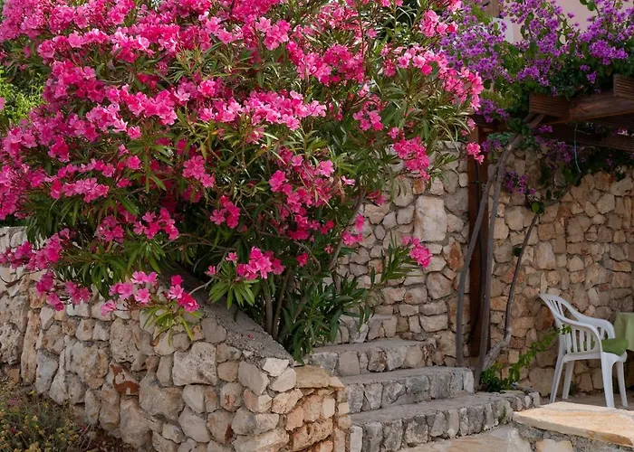 Mira 프리모스턴